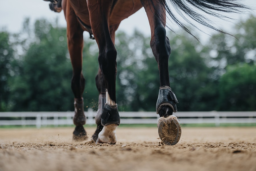 Arena Sand Selection Guide: Expert Tips for Horse Arenas