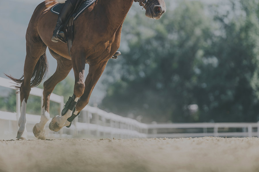 Dust Control Solutions for Horse Arenas | Performance Footing