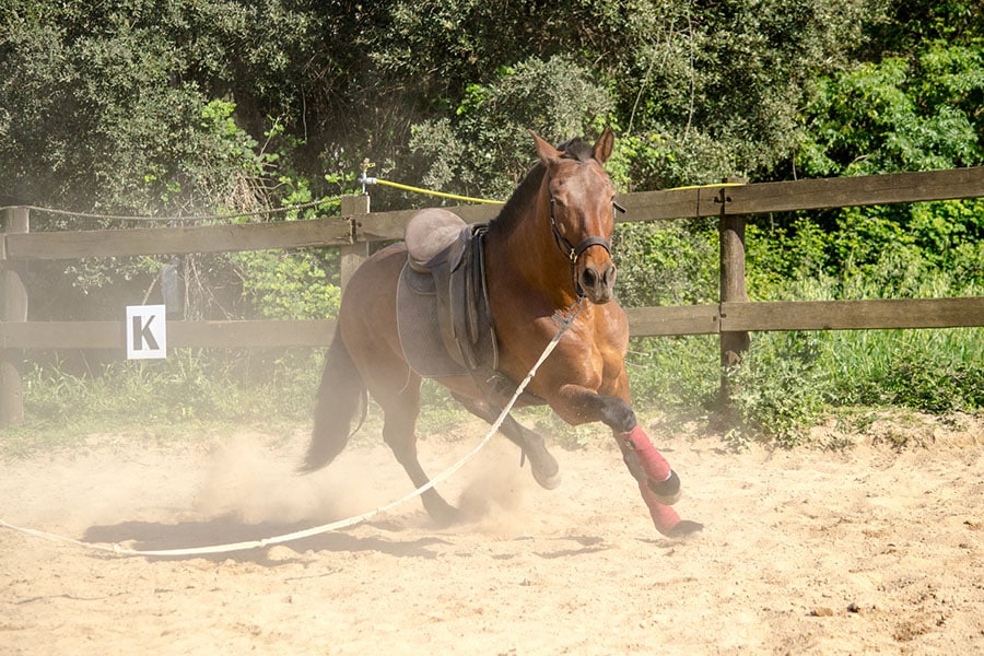 Potential Horse Arena Hazards and Safety | Performance Footing