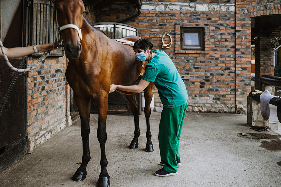 How Equestrian Laser Therapy Speeds Up Recovery for Injuries?