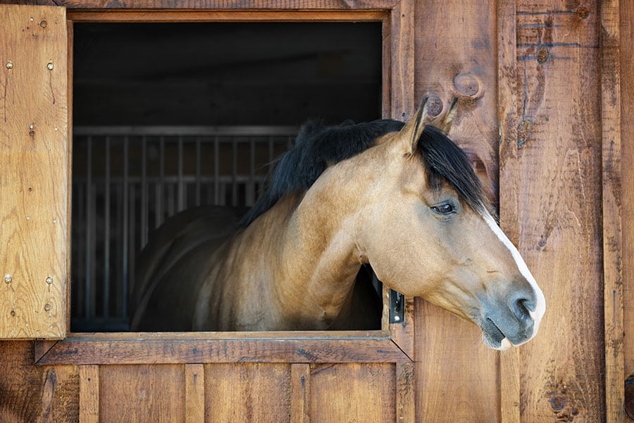 How Revolutionary Horse Stall Mats Save Thousands in Bedding Costs