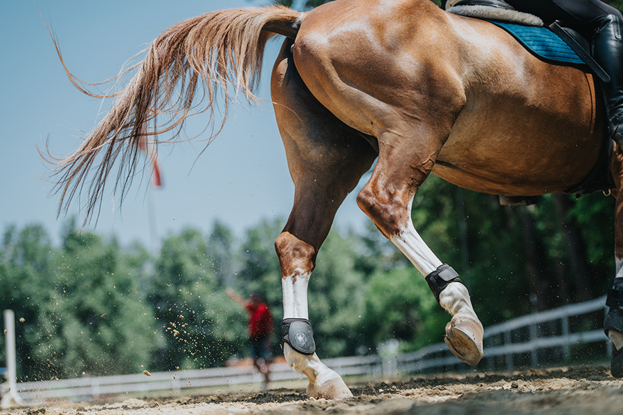 sustainable Horse Arenas | Best 1 Eco-Friendly Footing