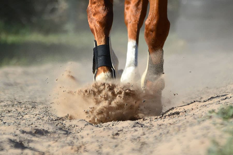 Testing Sand for Dust: Complete Arena Dust Analysis Guide