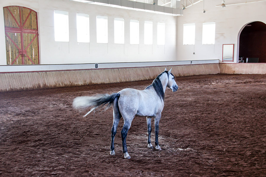 The Hidden Costs of Poor Horse Arena Footing | Performance Footing