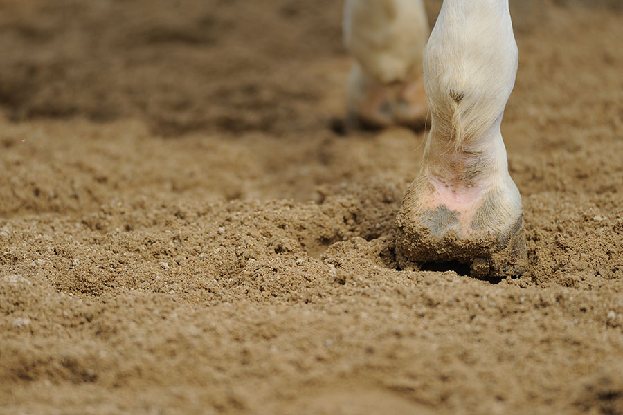 The Impact of Proper Footing on Horse Health | Performance Footing