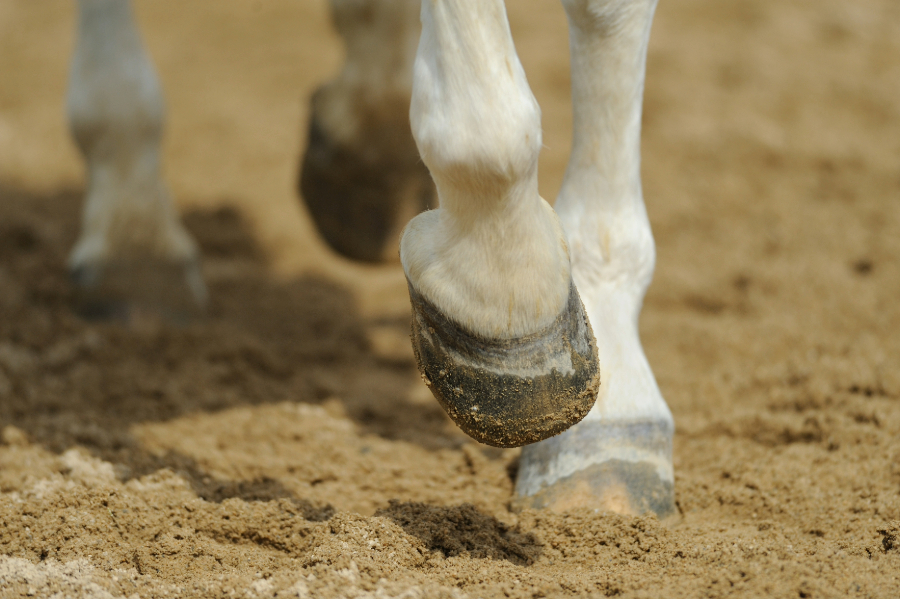 Why Geotextile Fabric Is Key to Proper Drainage in Horse Arenas