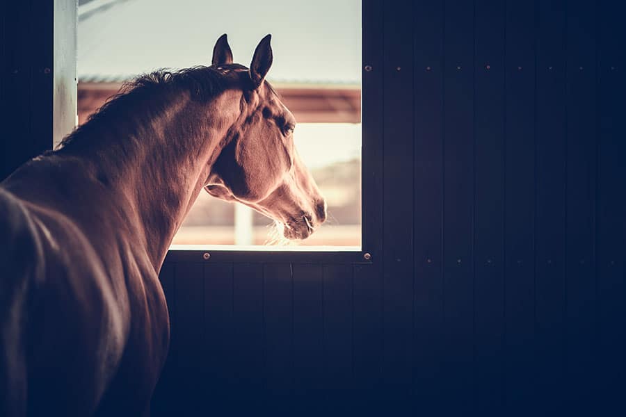 Best Stable Amenities for Horse Facilities 2022 | Performance Footing