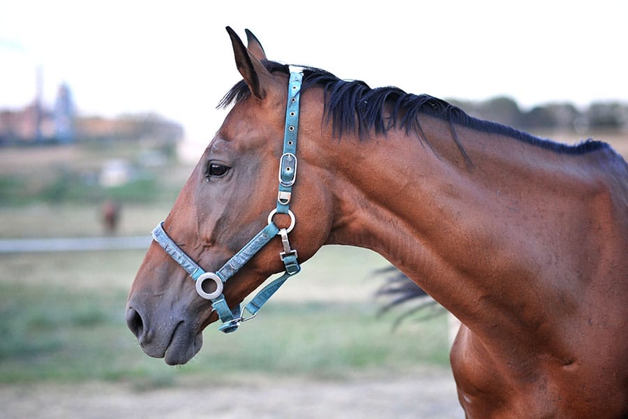 Is Carpet Waste Horse Arena Footing Harmful? | Performance Footing