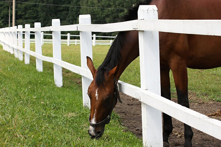 Ultimate Guide on How to Build a Horse Pasture | Performance Footing