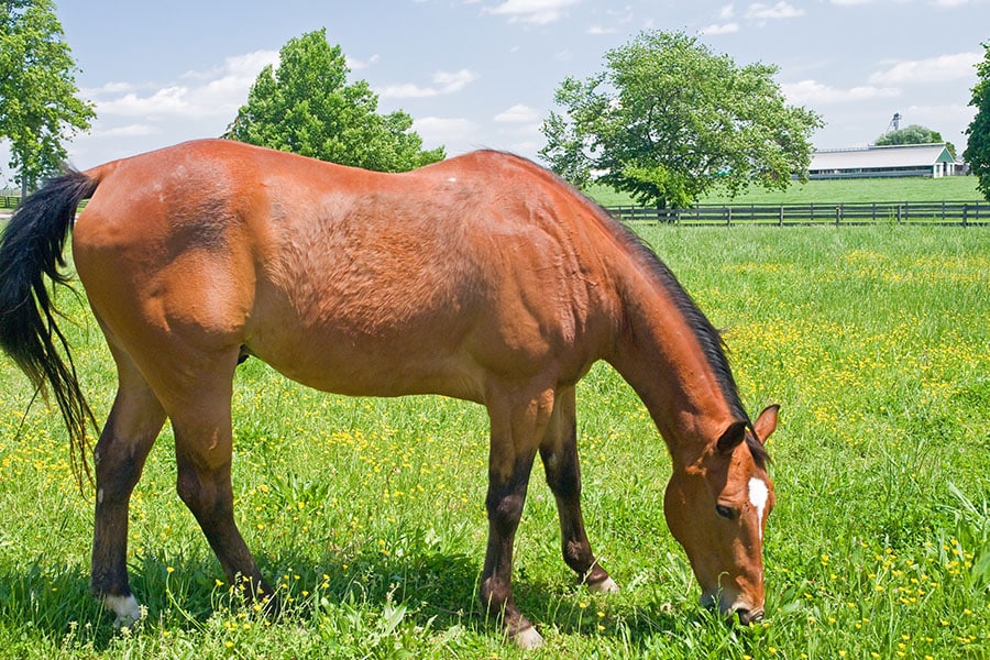 How to Divide Pastures for Easy Upkeep| Performance Footing