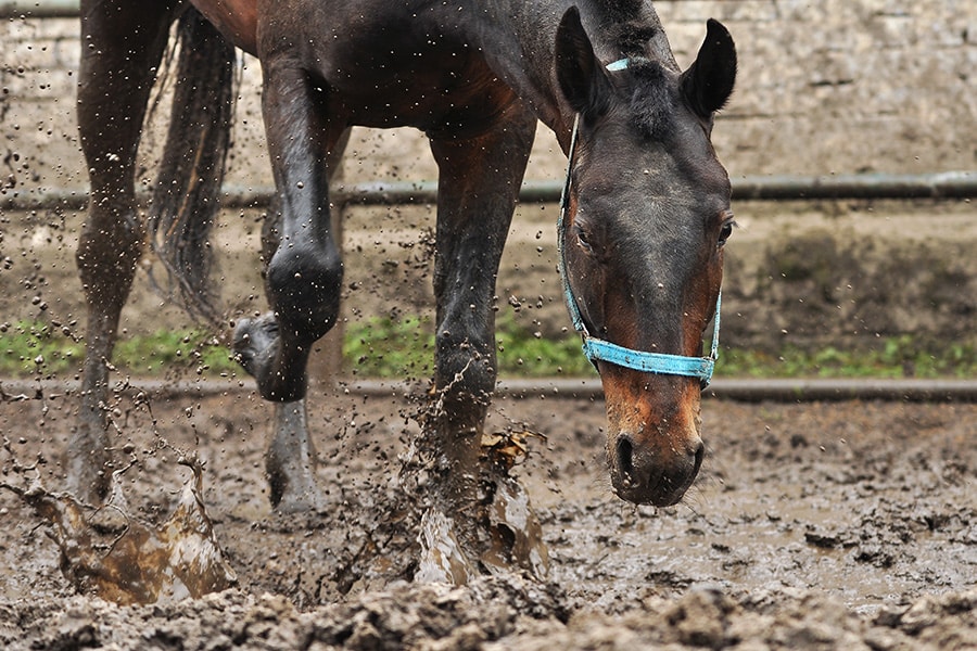 How to Fix a Muddy Horse Stall or Run? | Performance Footing