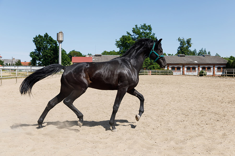 Guide to Outdoor Horse Arena Drainage Plans | Performance Footing