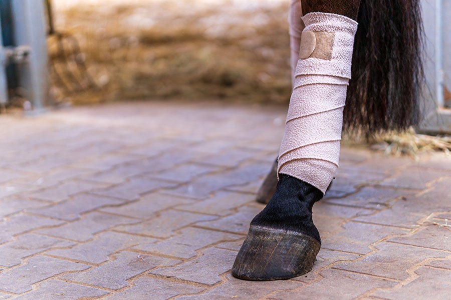 How to Prevent Tendon Injuries in Horses | Performance Footing