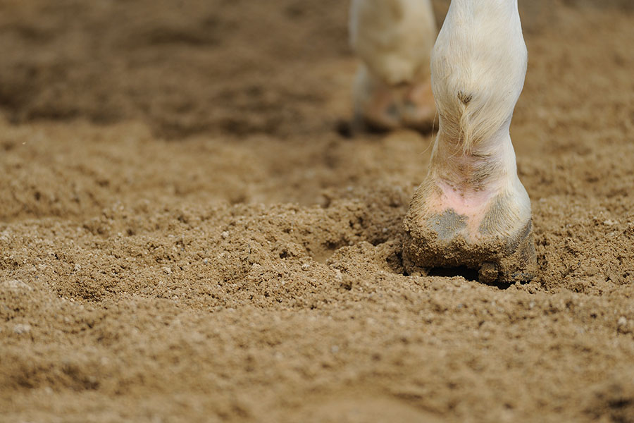 Impact of proper footing on horse health