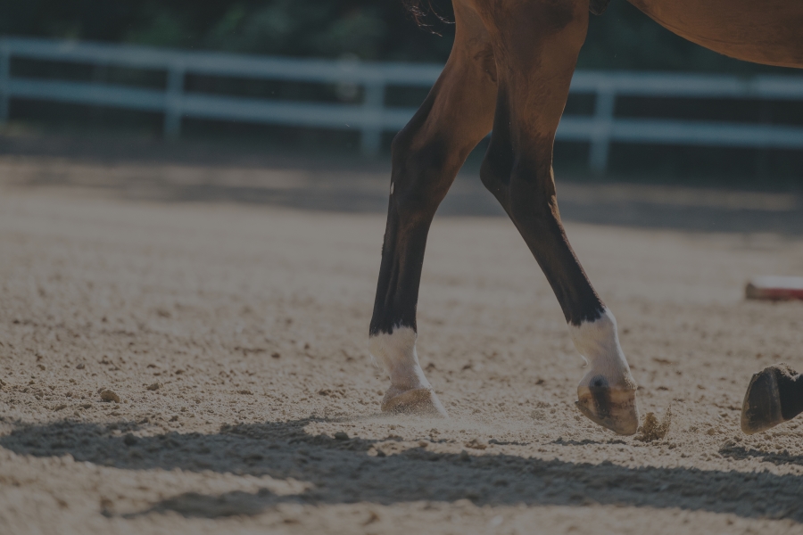 Finding the Best Footing for Horse Arenas in Any Climate - Featured Image